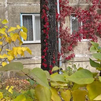 Посмотрите, какая красота в одном из казанских дворов: