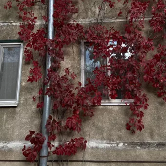 Посмотрите, какая красота в одном из казанских дворов: